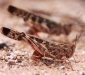 Australian Plague Locust